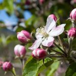 apple-blossom-2267684_640